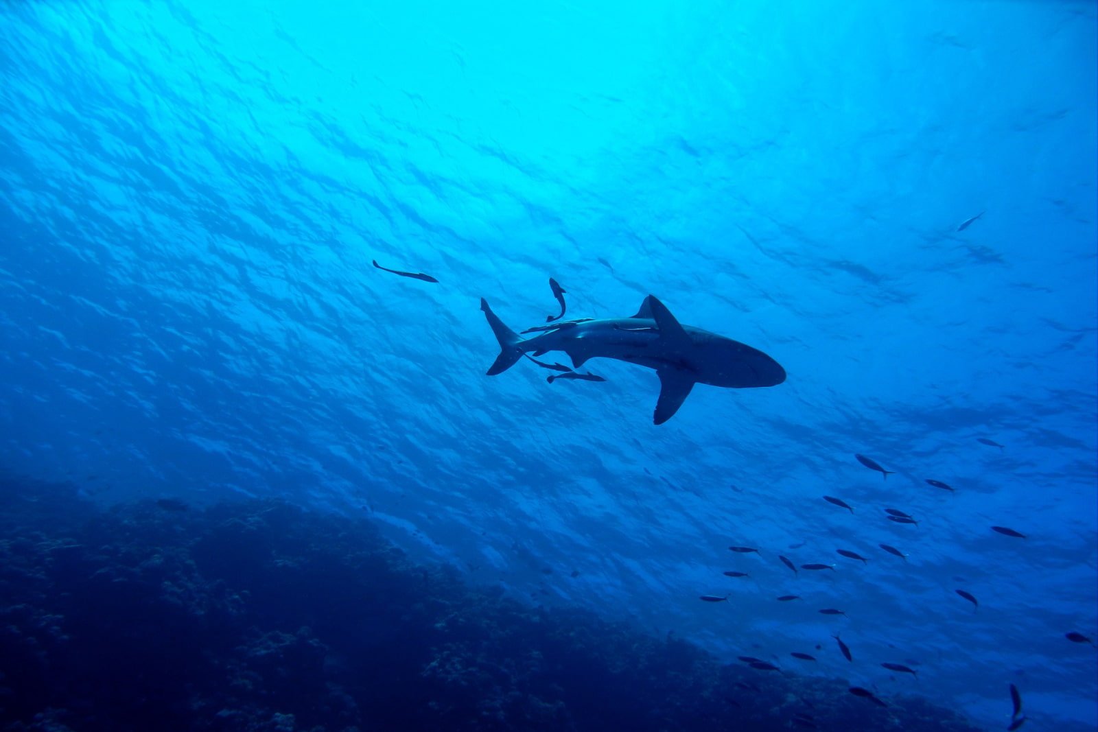Thoondu Unlimited - Fuvahmulah